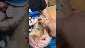 Знакомство с Цапой