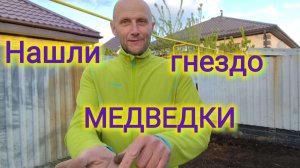 Сажаем лук/Нашли целое гнездо личинок МЕДВЕДКИ😰