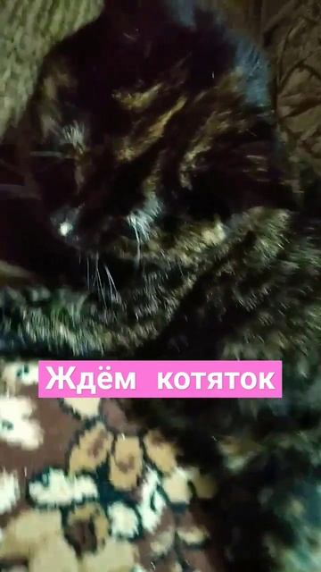 #рекомендации #животные #кошки #беременность #кот смотреть онлайн