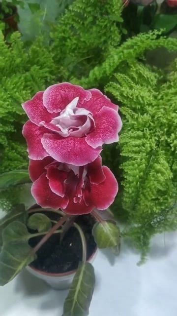 Глоксиния"Игривый лосось" смотреть онлайн