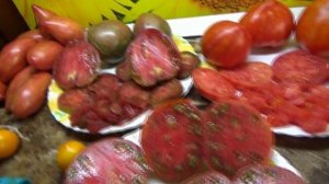 Томатный Гном Розовая страсть - это потрясающий вкус + зашкаливающая урожайность. Дегустация сорта.