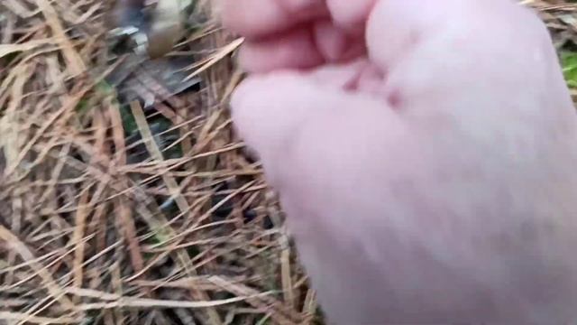 Грибы в середине ноября. Часть 2