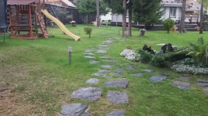 28 августа, собираю томаты.