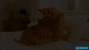 Mama Cat & Kitten's Meaningful and Heartwarming Moments 🐾❤️#cat #kitten #cute