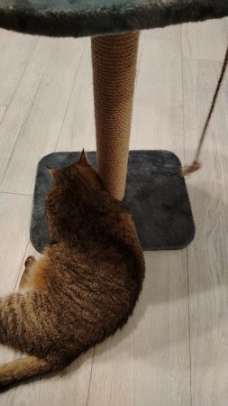 КОШКА АСЯ БАЛДЕЕТ