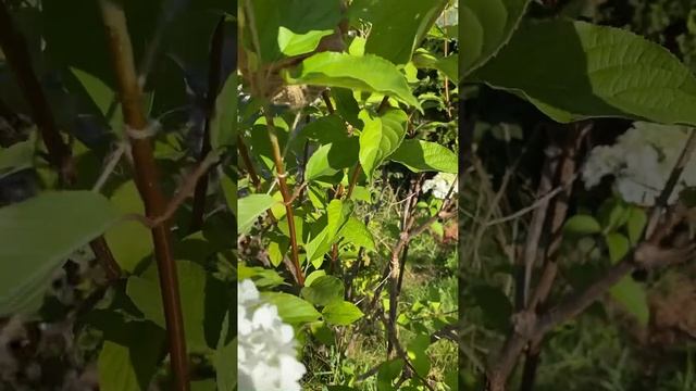 Гортензия Ванилла Фрайз, подвязка побегов смотреть онлайн