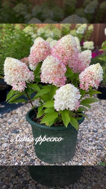 Гортензия метельчатая Литл Фреско #гортензия #гортенз смотреть онлайн