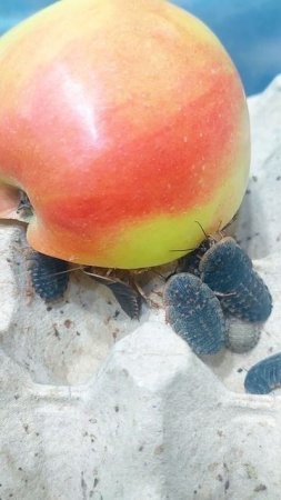 Любимая еда 🍎  Аргентинского таракана 🪳 - Блаптика Дубия