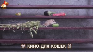 Видео для кошек про крысок развлекать питомцев 🐭🐀😂 (90)