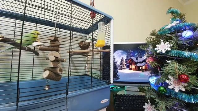 Ответы на вопросы о волнистых попугаях OnLine. Эфир 02.01.20 смотреть онлайн