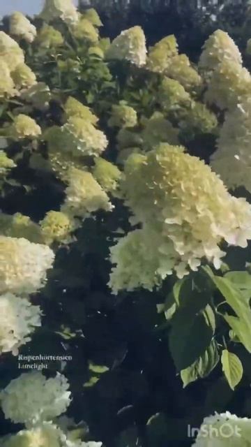 #limelight #hydrangeaflower #гортензия #hortensia #hydrangea #садгортензий #ga смотреть онлайн