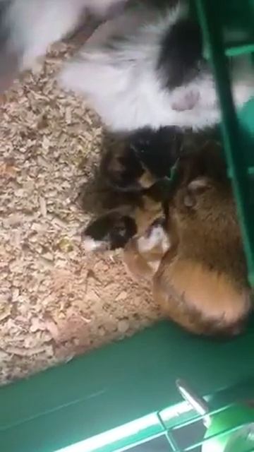 #мои#необычные#животные У нас теперь три поросенка смотреть онлайн