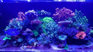 Везем_живые_камни_в_Анапу