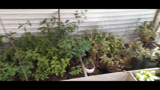 Гортензия от прикопа до черенкования.Мой первый опыт ? смотреть онлайн