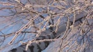 Берёза - Есенин С.А.