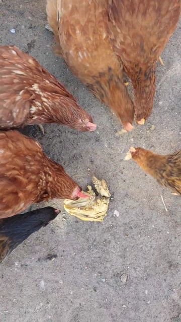 Куры любят мясо #chicken смотреть онлайн