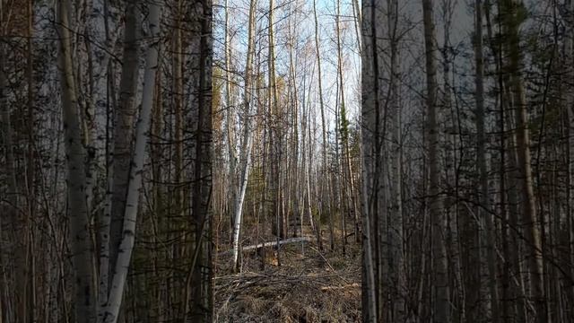 Холодная весна нет ни одного листочка в лесу 2025 год 1 м смотреть онлайн