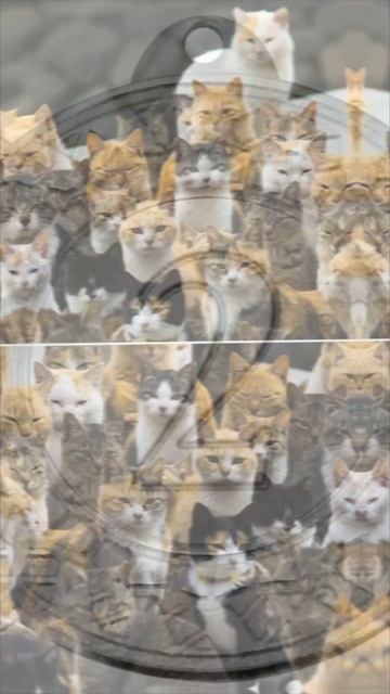 В какой стране больше всего кошек? #shorts #кошка смотреть онлайн