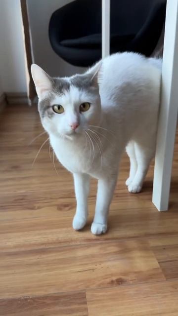 Подпишись🔥💘 #животные #собака #foryou #youtubeshorts #рекомендации #food #приколы #funny смотреть онлайн