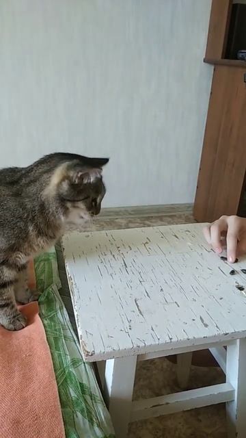 Умка ест семечки со скамеечки 🤪 #cats #shorts #fyp #funny смотреть онлайн