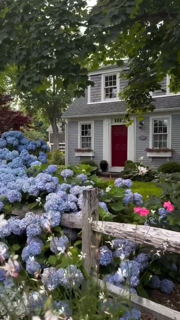 #hydrangea #blossom #bluehydrangea#capecod #usa #гортензія #flowers #park#jardin #アジ? смотреть онлайн