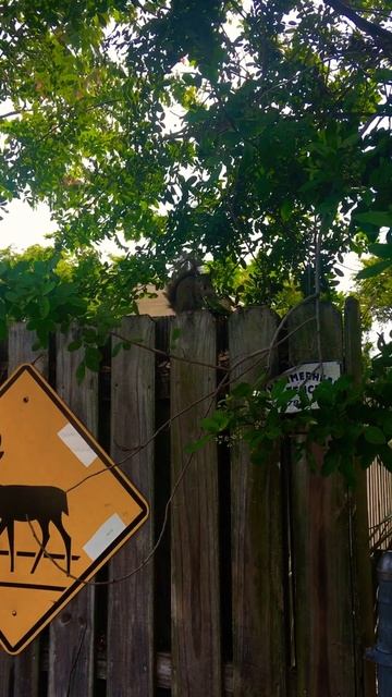 Белка Ест Манго смотреть онлайн