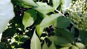 Ради цветов бузины лезу в самые дебри)