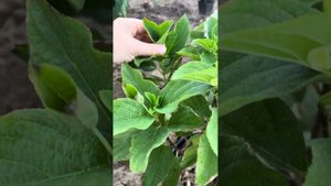 Метельчатая гортензия Milk & Honey