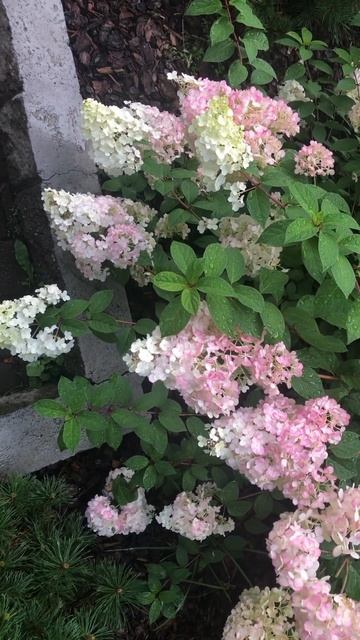 Метельчатая бело-розовая гортензия смотреть онлайн