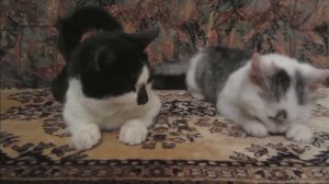 Как рос кот Малыш! Маленький котенок Малыш и Мурка !!!