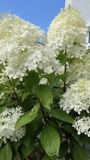 Метельчатые гортензии Фантом Подмосковье смотреть онлайн