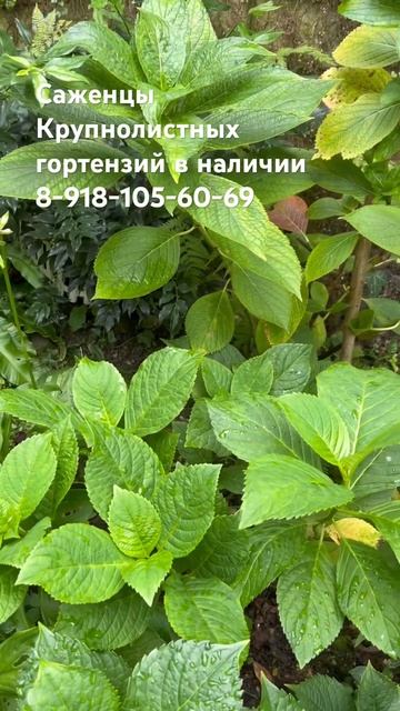 Крупнолистные гортензии22 сентября Лазаревское горт?