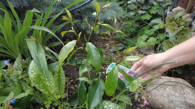 ВОЛШЕБНОЕ ЦВЕТЕНИЕ ГЛИЦИНИИ \Японские клены \ ОБЗОР ЮЖНОГО ЦВЕТУЩЕГО САДА В МАЕ смотреть онлайн