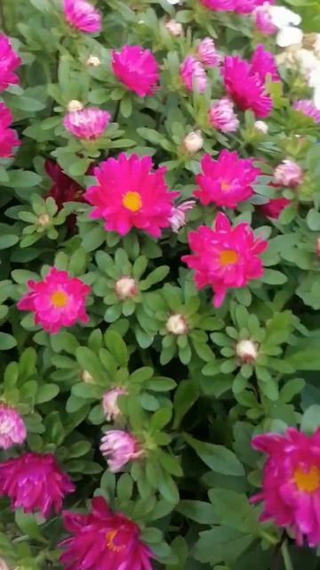 Астра шаровидная#flowers #цветы смотреть онлайн