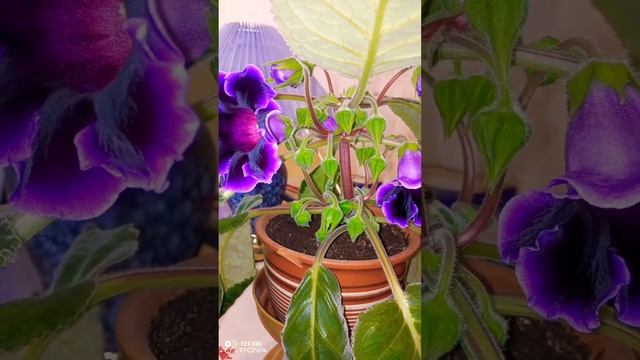 КАК ЦВЕТЕТ ГЛОКСИНИЯ смотреть онлайн