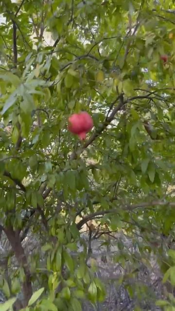 #гранат #фрукт #halloween #лето #tina #мечта #жизньвсша #usa #family # смотреть онлайн