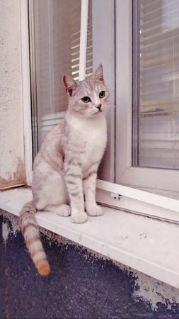 У кота дел навалом