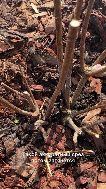 🔥Основные принципы обрезки метельчатой гортензии #г? смотреть онлайн