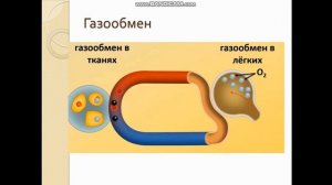 Биология  8 класс. Газообмен в легких и тканях. Механиз?