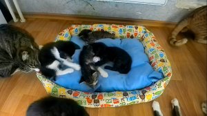 Котята готовятся войти в стаю.