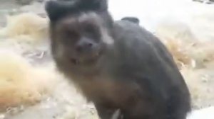 Смешные обезьяны  Funny Monkey  Страшно смешная