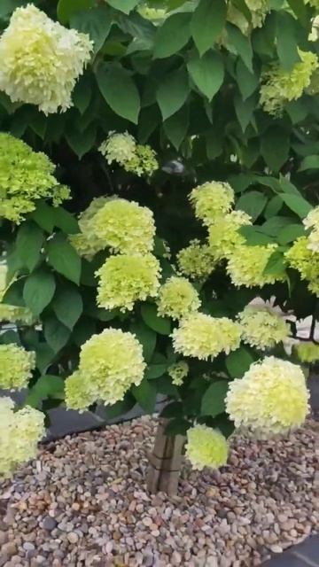 LIMELIGHT #hydrangea #гортензія #шортс #hortensia #paniculata #garden #flower #сад смотреть онлайн