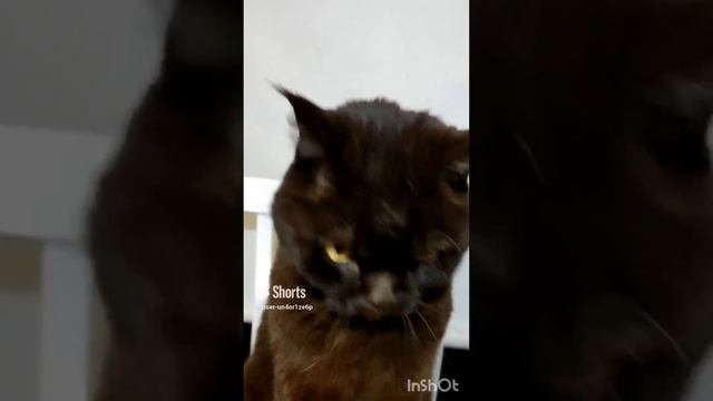 МИНУТКА ПРИКОЛЬНОГО ВИДЕО ОТ КОТА ТОМ! #настроение #кот #юмор #отдых