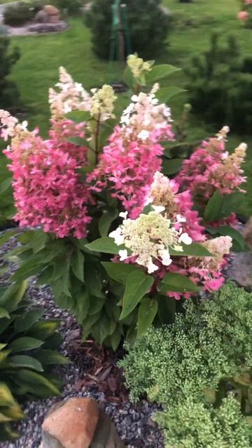 Гортензия Канделайт #сад #гортензии #канделайт смотреть онлайн