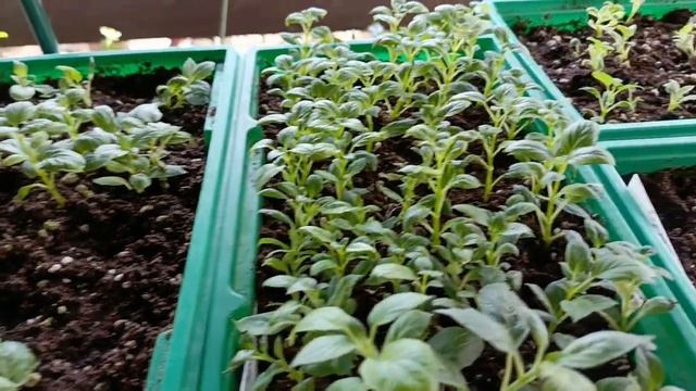 Древовидная гортензия, укореняемая из почек. Продолжа смотреть онлайн