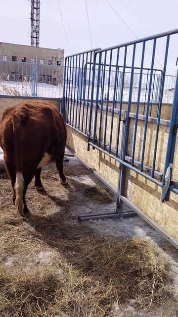 Хромтау,Праздник "Наурыз"-выставка племенных животных смотреть онлайн