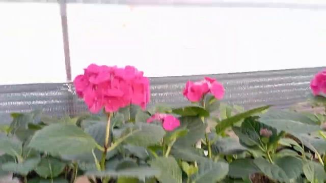 Зацвели гортензии. 10.04.2025 смотреть онлайн