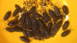 ВЕСЕННИЙ ЖУК ОЛЕНКА И МОКРИЦЫ, ШУСТРЫЕ СУХОПУТНЫЕ РАК?