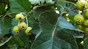 Боярышник крупноплодный.