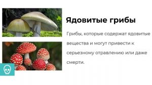 УРОК 23 | 7 класс. Шляпочные грибы